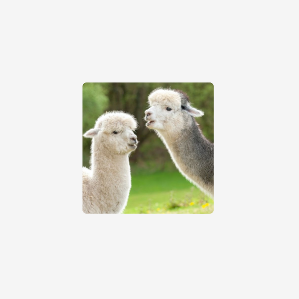 Alpaca Experience