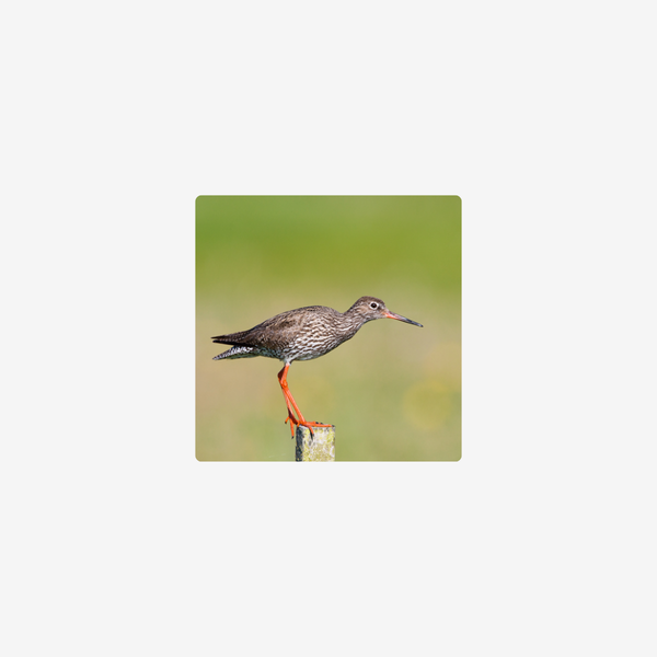 Vogelsafari op Texel