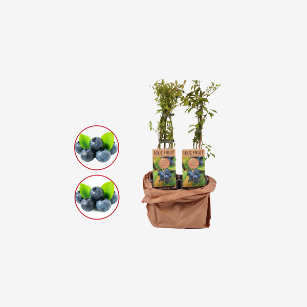 Blauwe bessen duo fruitplanten