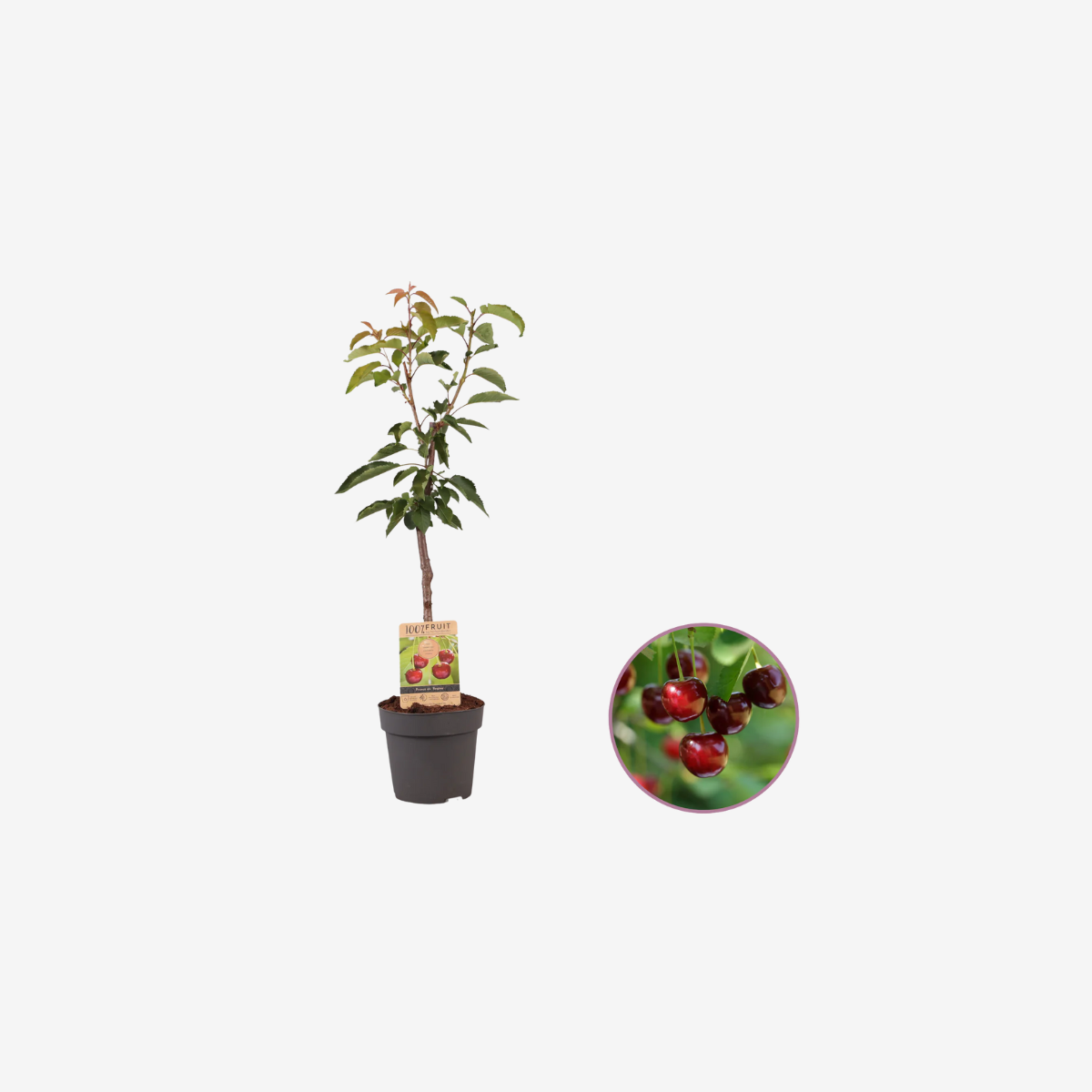 Product photo