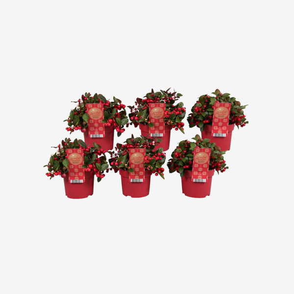 Gaultheria 'Big Berry'