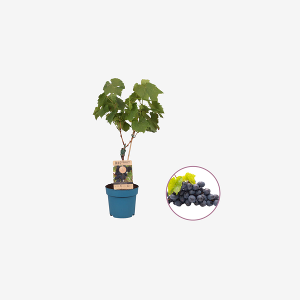 Druivenstruik Venus
