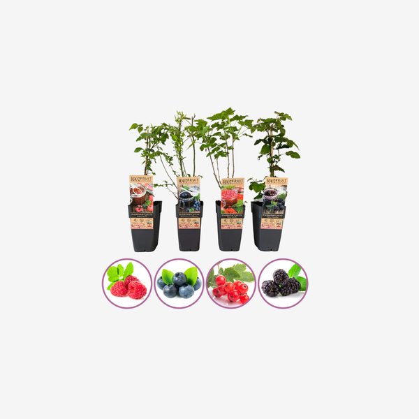 Jammix van fruitplanten