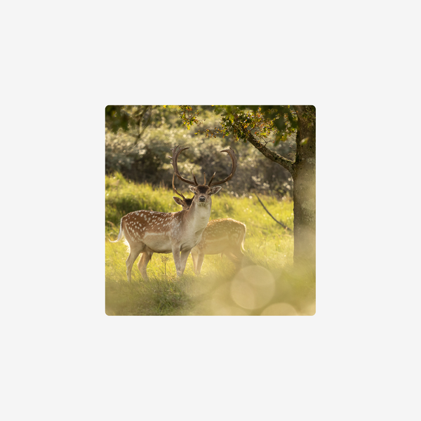 Workshop natuurfotografie Amsterdamse Waterleidingduinen