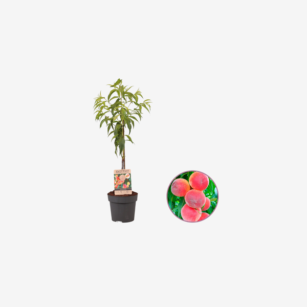 Perzikboom
