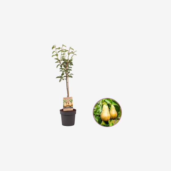 Perenboom