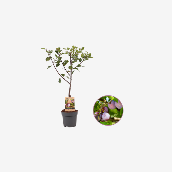 Pruimenboom
