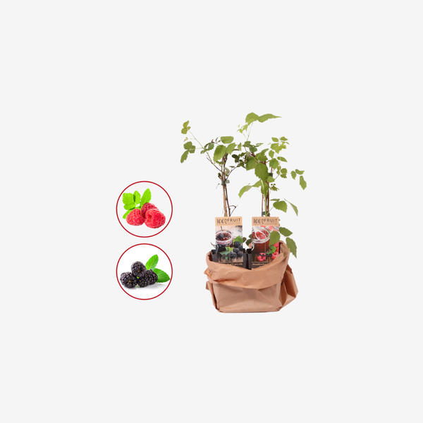 Frambozen duo fruitplanten