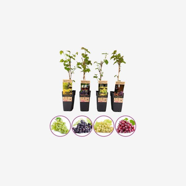 Wijnmix van druivenplanten